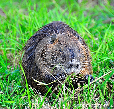 Nutria munching, Ahula, Israel Stock Photo