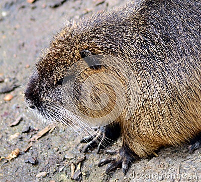 Nutria portrait Stock Photo