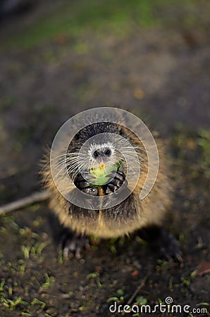 Nutria Stock Photo