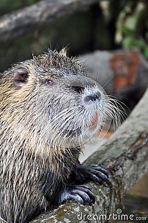 Nutria portrait Stock Photo