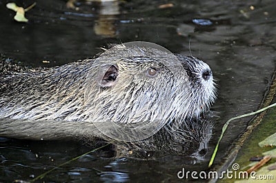 Nutria portrait Stock Photo