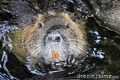 Nutria portrait Stock Photo