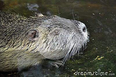 Nutria portrait Stock Photo