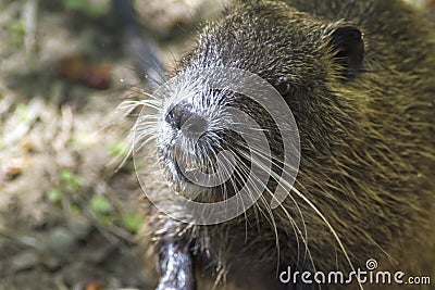 Nutria portrait, sitting on the dam Stock Photo