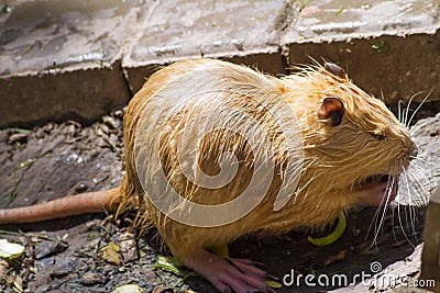 Nutria portrait, sitting on the dam Stock Photo