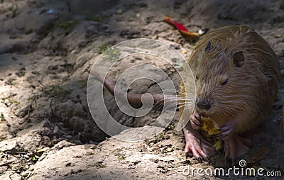 Nutria portrait, sitting on the dam Stock Photo