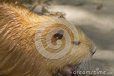 Nutria portrait, sitting on the dam Stock Photo