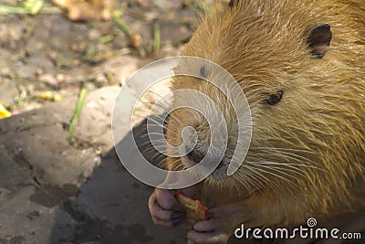 Nutria portrait, sitting on the dam Stock Photo