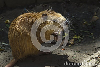 Nutria portrait, sitting on the dam Stock Photo