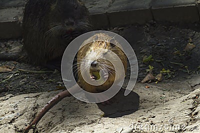 Nutria portrait, sitting on the dam Stock Photo