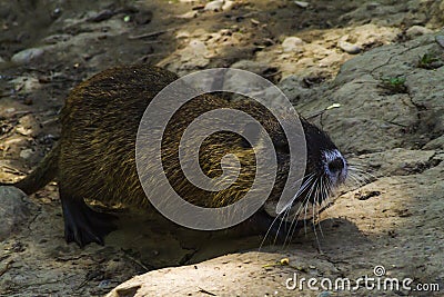 Nutria portrait, sitting on the dam Stock Photo