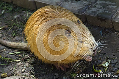 Nutria portrait, sitting on the dam Stock Photo