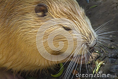 Nutria portrait, sitting on the dam Stock Photo