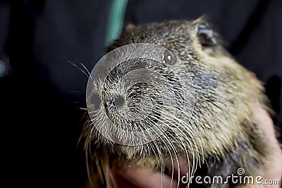 Nutria, a rodent, brown, close-up Stock Photo