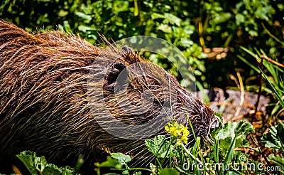 Nutria Rodent -Hula Valley Israel Stock Photo