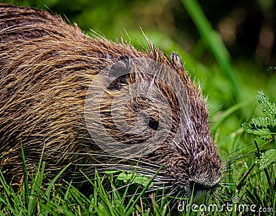 Nutria Rodent -Hula Valley Israel Stock Photo