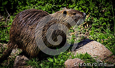 Nutria Rodent -Hula Valley Israel Stock Photo