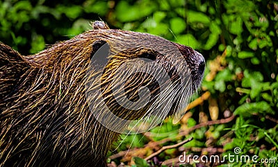 Nutria Rodent -Hula Valley Israel Stock Photo