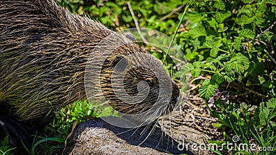 Nutria Rodent -Hula Valley Israel Stock Photo