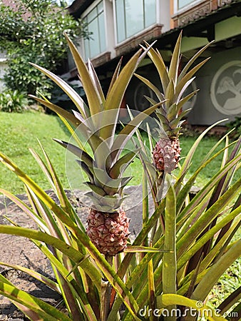 Nutricious little pineapples Stock Photo