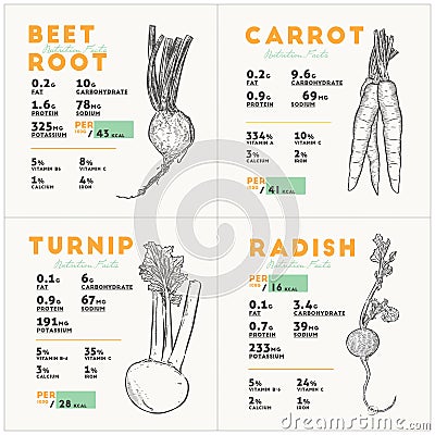 Nutririon facts of beetroot, carrit, turnip and radish. Hand draw sketch vector Vector Illustration