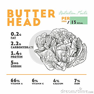 Nutrition facts of raw butterhead, lettuce Vector Illustration