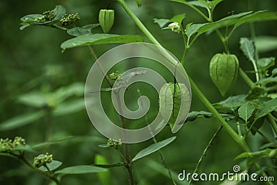 Nutrition Information About Rasbhari, Cape Gooseberries, or Golden Berries, Golden Berry Medicinal Plant Stock Photo