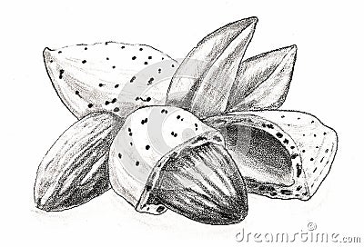 Nuts Almond in shell. Hand pencil drawing Stock Photo