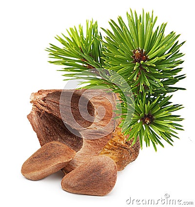 Nuts from cedar pine cone Stock Photo