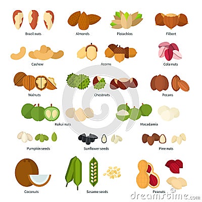 Nuts collection Vector Illustration