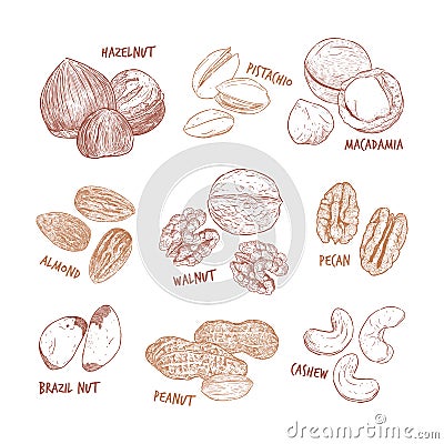 Nuts collection. Vector Hand drawn objects Vector Illustration