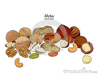 Nuts collection. Vector Hand drawn objects Vector Illustration