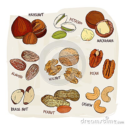 Nuts collection. Vector Hand drawn objects Vector Illustration