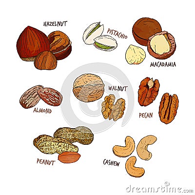 Nuts collection. Vector Hand drawn objects Vector Illustration