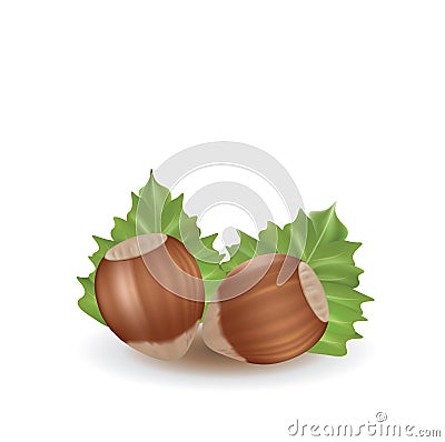 Whole hazelnuts with leaves Vector Illustration