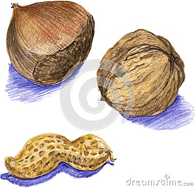 Nuts, drawn with colored pencils Vector Illustration