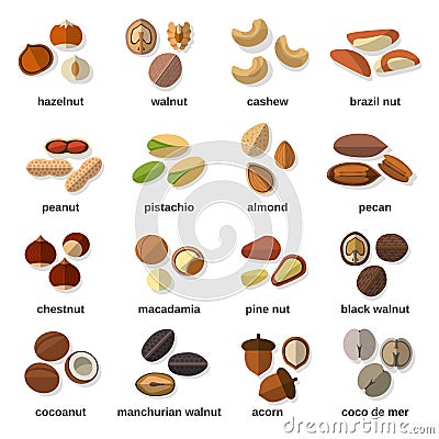 Nuts Flat Icons Set Vector Illustration