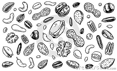 Nuts mix background. Seeds and granule, corn and grain. Hazelnut, Walnut, Almonds. Food concept. Top view. Vintage Vector Illustration