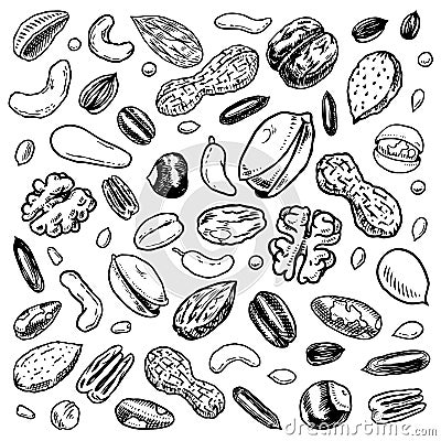 Nuts mix background. Seeds and granule, corn and grain. Hazelnut, Walnut, Almonds. Food concept. Top view. Vintage Vector Illustration