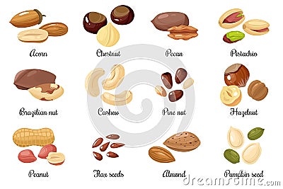 Nuts and seeds. Almond and pistachio, acorn and peanut, chestnut, and pecan. Cashew and hazelnut, pumpkin and flax seeds Vector Illustration