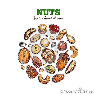 Nuts and seeds collection. Vector Illustration