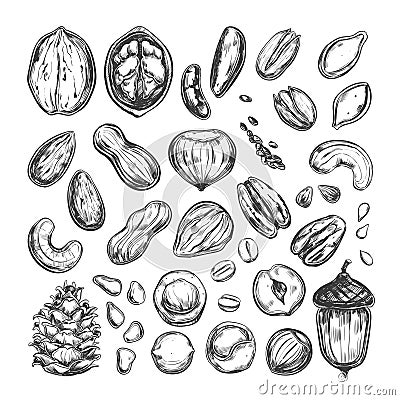 Nuts and seeds collection 1 Vector Illustration