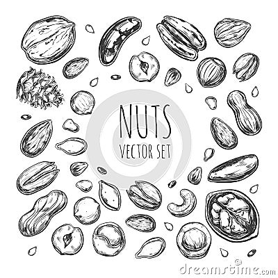 Nuts and seeds collection. Vector Hand drawn objects . Isolated Vector Illustration
