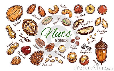 Nuts and seeds colorful collection Vector Illustration