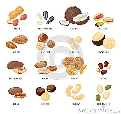 Nuts and seeds. Nut and seed in shell and peeled, Peanut and almond, brazilian and pecan, sunflower seed and hazelnut Vector Illustration