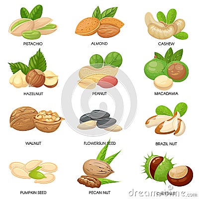 Nuts and seeds. Raw peanut, macadamia nut and pistachio snacks. Plant seeds, healthy cashew and sunflower seed isolated Vector Illustration