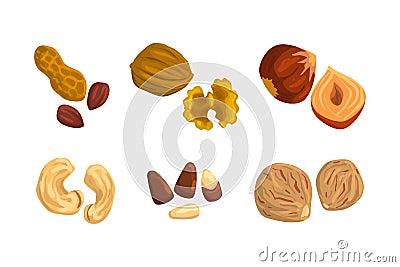 Nuts and seeds set. Peanut, walnut, hazelnut, cashew, pine nut, nutmeg vector illustration Vector Illustration