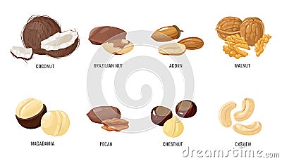 Nuts and seeds. Various nut and seed in shell and peeled, coconut and brazilian, acorn and walnut, macadamia and pecan Vector Illustration