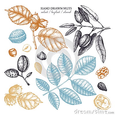 Vector collection of hand drawn nuts sketches. Vintage illustrations of walnut, hazelnut and almond. Botanical leaves, fruits, nut Cartoon Illustration