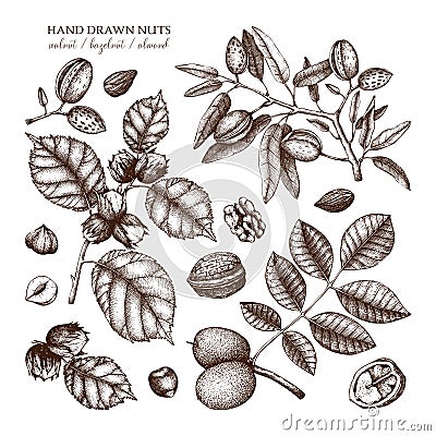 Vector collection of hand drawn nuts sketches. Vintage illustrations of walnut, hazelnut and almond. Botanical leaves, fruits, nut Cartoon Illustration